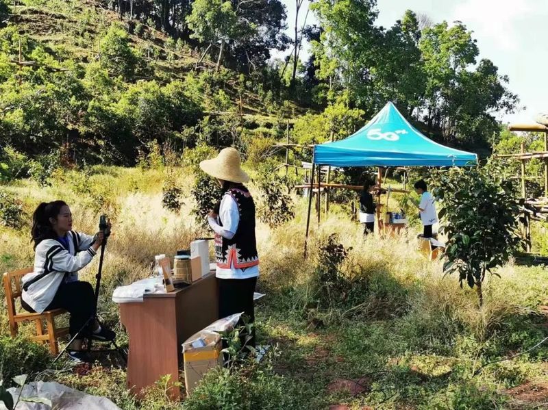 关于“千家寨爷号”普洱茶“三爷”砍盆箐开采的信息(4)
