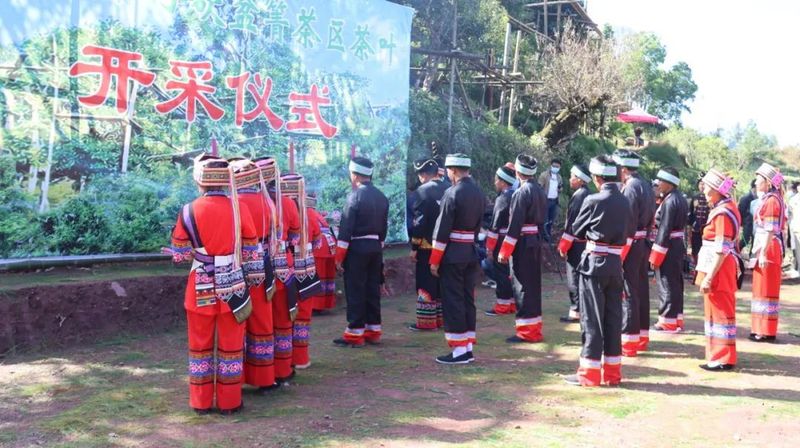 关于“千家寨爷号”普洱茶“三爷”砍盆箐开采的信息(1)