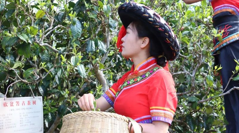 关于“千家寨爷号”普洱茶“三爷”砍盆箐开采的信息(7)