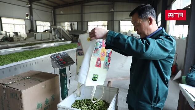 有关于黄山进入采茶高峰 茶工短缺如何“破局”?的相关内容(3)