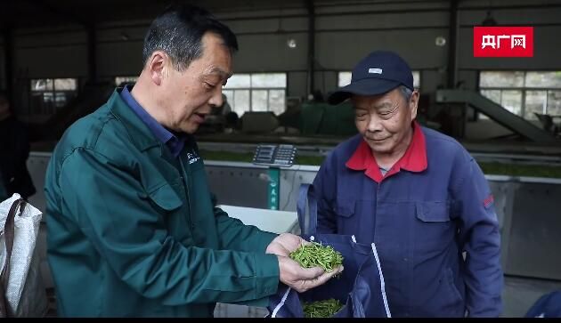 有关于黄山进入采茶高峰 茶工短缺如何“破局”?的相关内容(4)