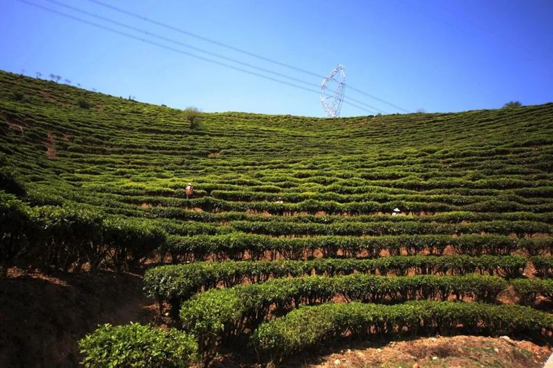 有关于临沧春茶季:临翔南美人间四月 茶香有约的最新消息