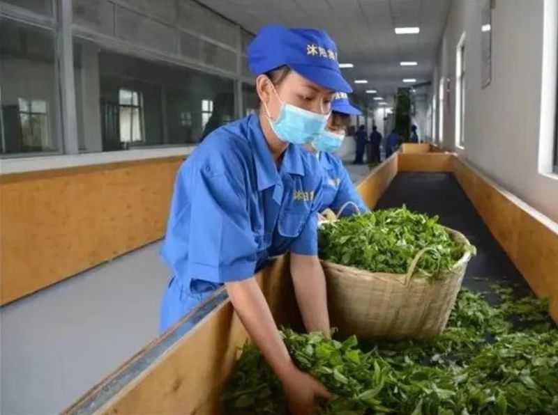 有关于临沧春茶季:临翔南美人间四月 茶香有约的最新消息(1)