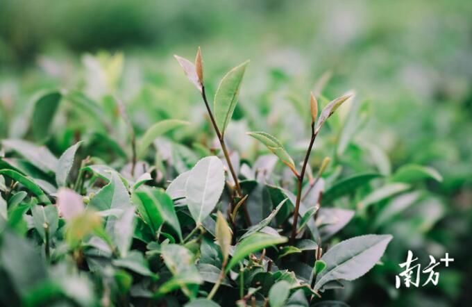 关于柏塘茶香醉春色,茶叶小镇振兴忙的相关内容(7)