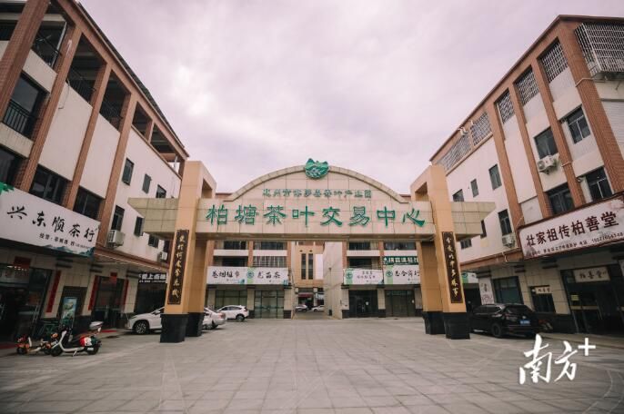 关于柏塘茶香醉春色,茶叶小镇振兴忙的相关内容(5)