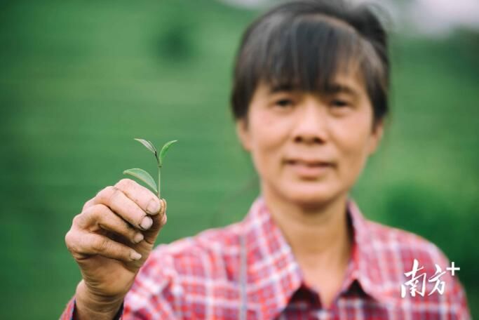 关于柏塘茶香醉春色,茶叶小镇振兴忙的相关内容(6)