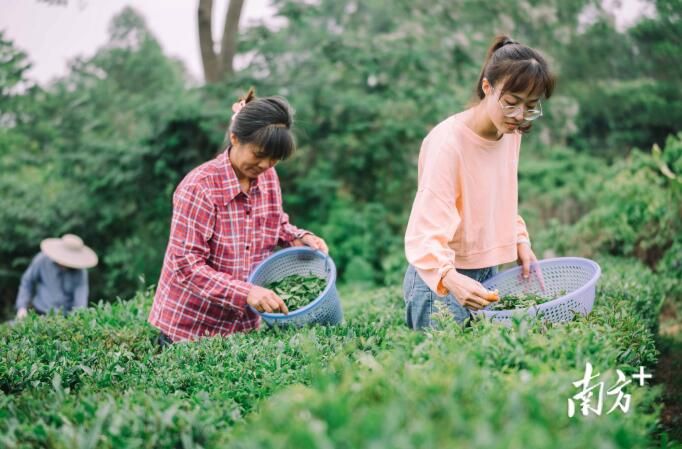 关于柏塘茶香醉春色,茶叶小镇振兴忙的相关内容(2)