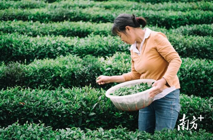 关于柏塘茶香醉春色,茶叶小镇振兴忙的相关内容(8)