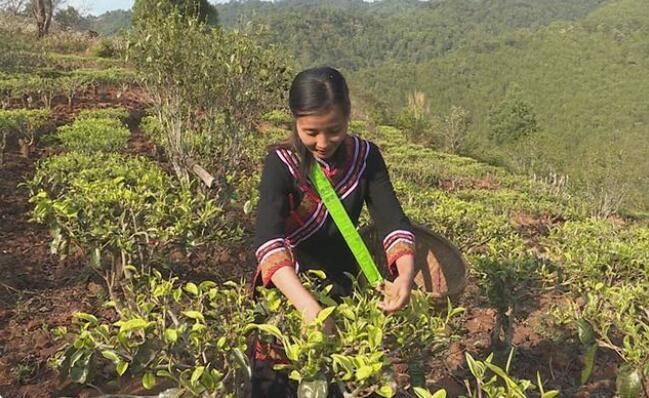 关于普洱景谷:深耕白茶产业 助推乡村振兴的信息(1)