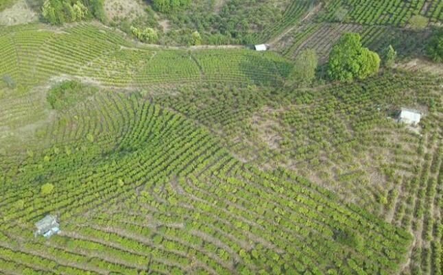 关于普洱景谷:深耕白茶产业 助推乡村振兴的信息