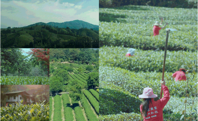 关于茶界“种子工程”再上新台阶,行业迎来新“福星”的信息(2)