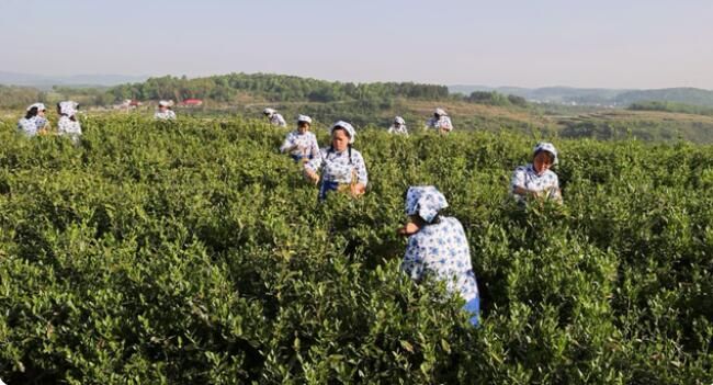 关于新宁:茶香里的幸福生活的消息