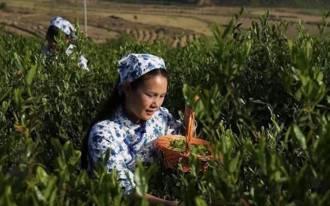 关于新宁:茶香里的幸福生活的消息(1)