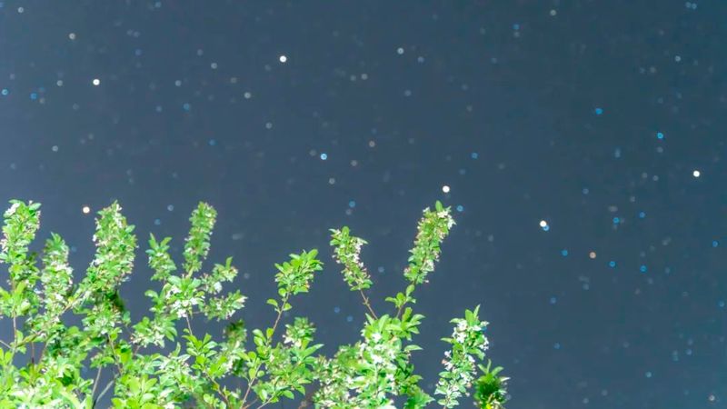 关于来湄潭茶园,邂逅一场专属春季夜空的浪漫!的相关内容(4)
