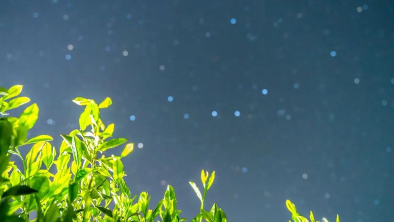 关于来湄潭茶园,邂逅一场专属春季夜空的浪漫!的相关内容