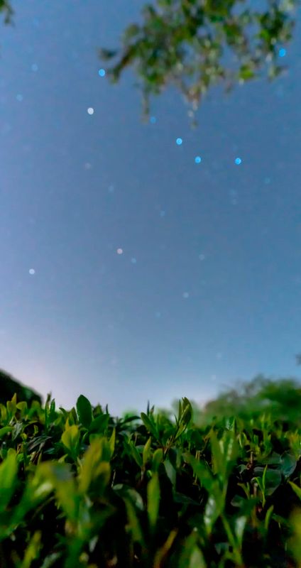 关于来湄潭茶园,邂逅一场专属春季夜空的浪漫!的相关内容(6)