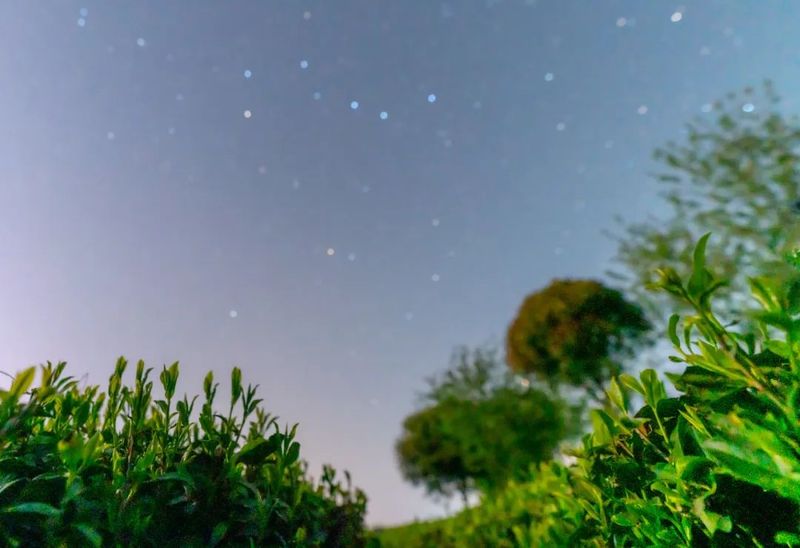 关于来湄潭茶园,邂逅一场专属春季夜空的浪漫!的相关内容(3)