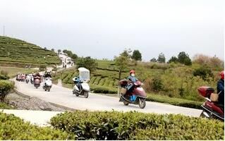 有关于印江:“铁骑娘子军”采茶忙的相关信息(2)