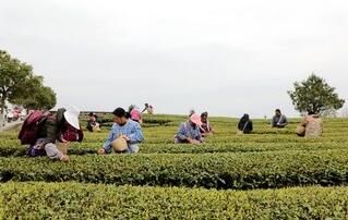 有关于印江:“铁骑娘子军”采茶忙的相关信息