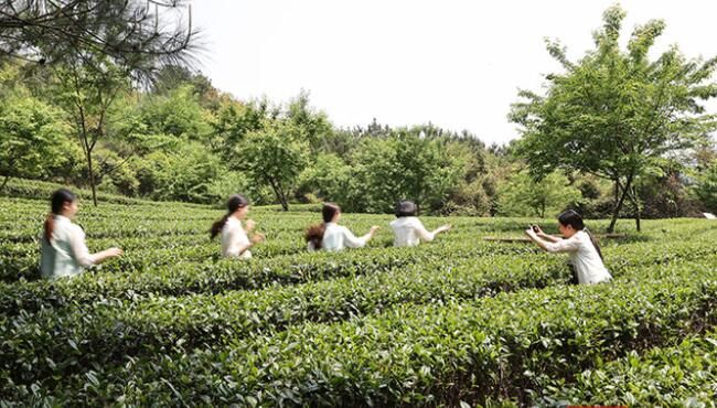 有关于临武县：春意浓浓采茶忙 茶农致富路子宽的信息(2)