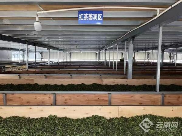 有关于临沧小湾镇:茶树变身“摇钱树” 绿色产业迎春天的内容(2)