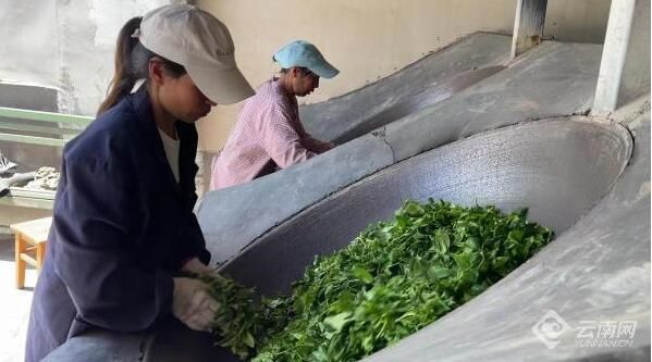 有关于临沧小湾镇:茶树变身“摇钱树” 绿色产业迎春天的内容(1)
