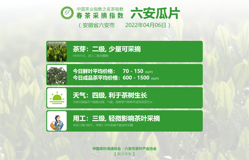 关于春茶采摘指数:信阳毛尖进入五级采摘期的消息(3)