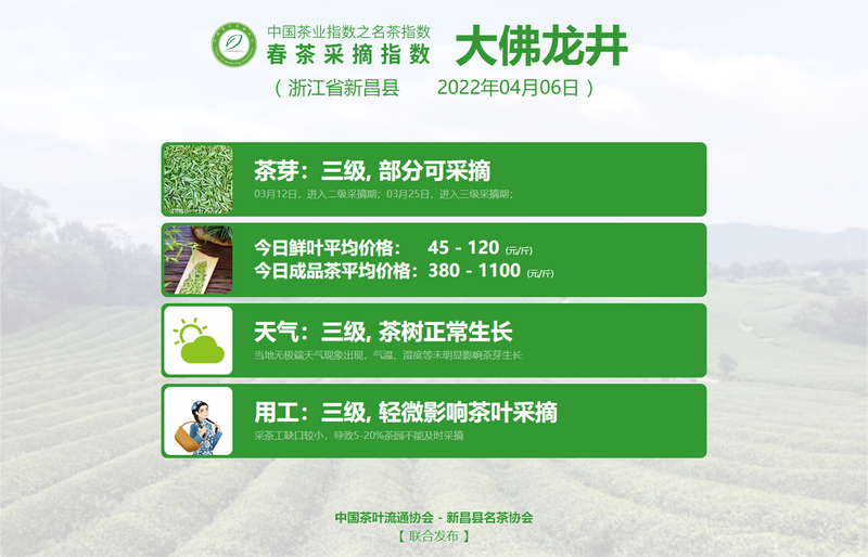 关于春茶采摘指数:信阳毛尖进入五级采摘期的消息(4)