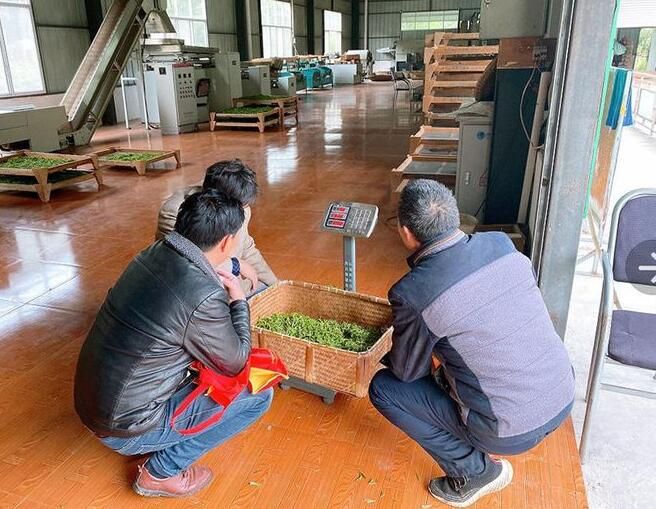 有关于四川青川:撂荒茶园焕新颜的消息(2)