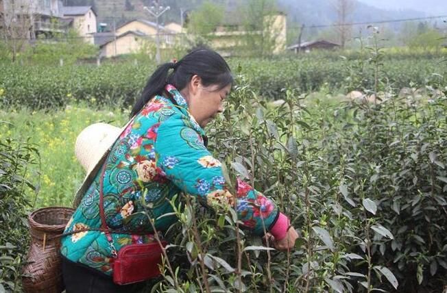有关于四川青川:撂荒茶园焕新颜的消息(1)