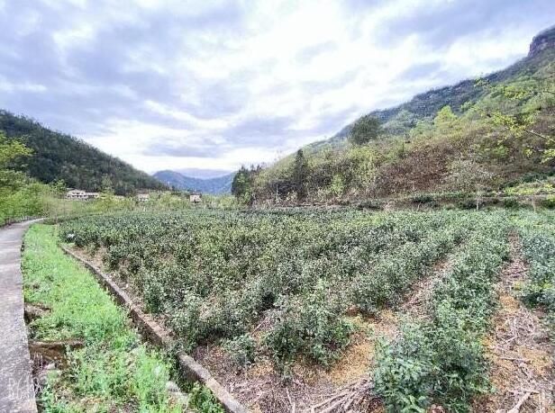 有关于四川青川:撂荒茶园焕新颜的消息