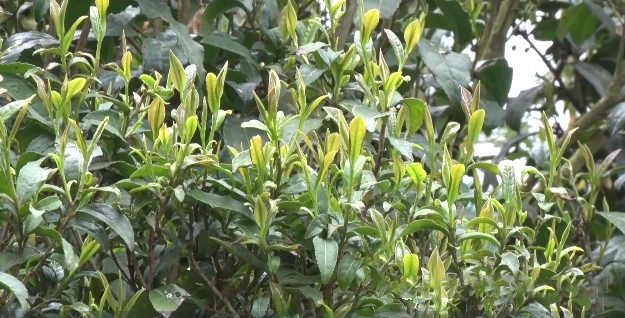 有关于黔南福泉:保护珍稀古茶树资源 推动茶产业健康发展的新闻(1)