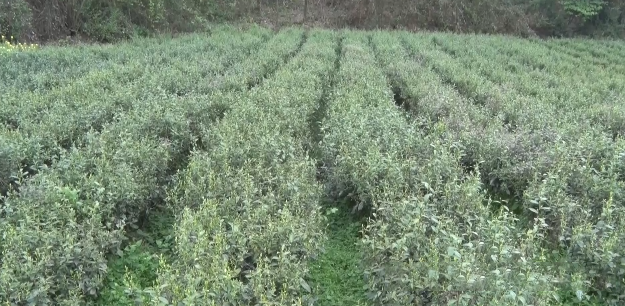 有关于黔南福泉:保护珍稀古茶树资源 推动茶产业健康发展的新闻