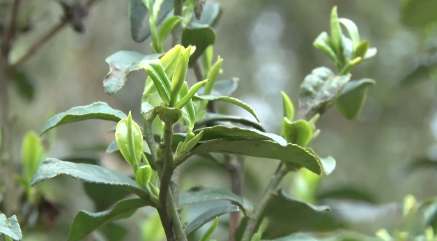 有关于黔南福泉:保护珍稀古茶树资源 推动茶产业健康发展的新闻(2)