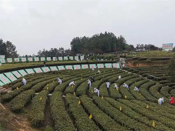 有关于中国旺苍第十二届米仓山采茶节暨广元市第二届茶产业职业技能竞赛的信息(3)