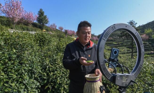 关于浙江富阳:高山云雾茶开始采收的相关内容(7)
