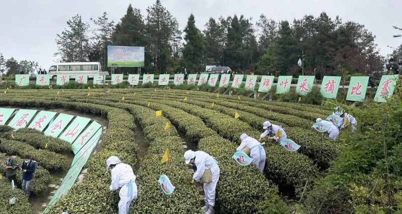 有关于以赛促训 广元市第二届茶产业职业技能竞赛在旺苍县举行的内容(8)
