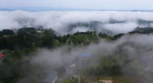 关于第十二届米仓山采茶节开幕,旺苍县被我会授予“特色黄茶之乡”称号的消息