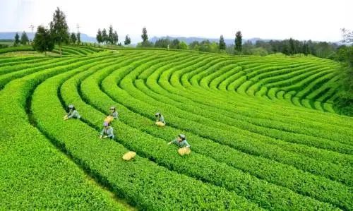 关于第十二届米仓山采茶节开幕,旺苍县被我会授予“特色黄茶之乡”称号的消息(2)