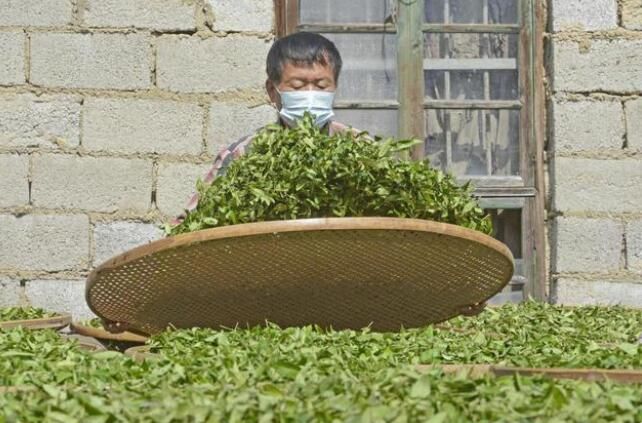 关于福建泉港：春茶采摘正当时的资讯(5)