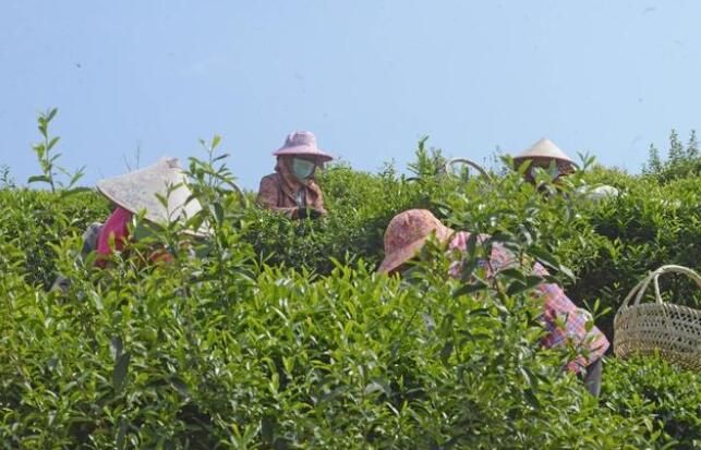 关于福建泉港：春茶采摘正当时的资讯(1)