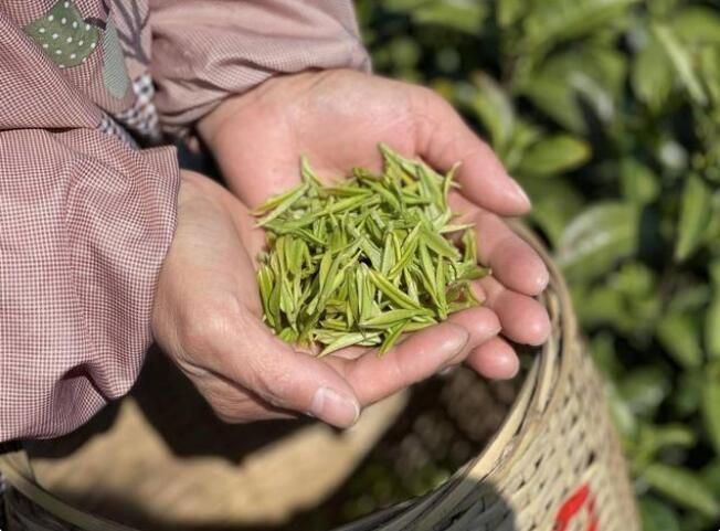 关于南太湖新区:防疫采茶“两不误”,今年茶叶产值超千万!的最新消息(3)