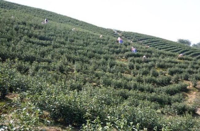 关于南太湖新区:防疫采茶“两不误”,今年茶叶产值超千万!的最新消息(2)
