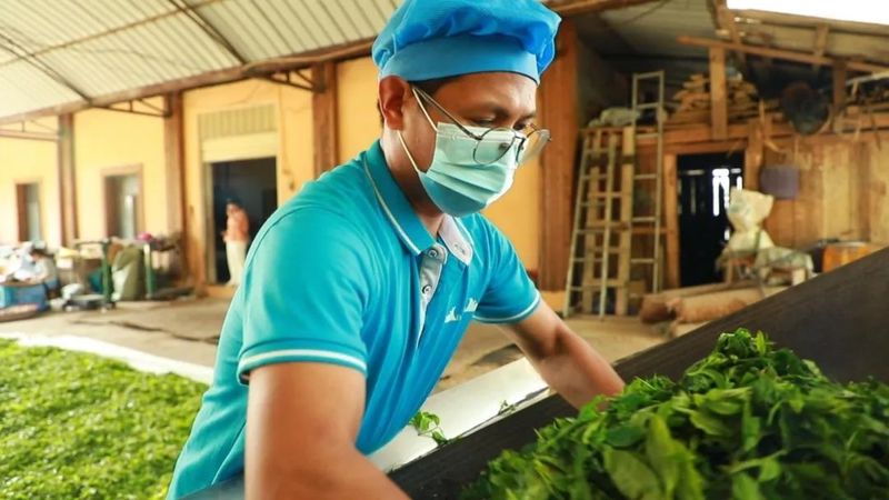 关于景迈山春茶上市 茶农迎来最忙季的最新消息(1)