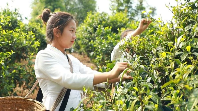 关于景迈山春茶上市 茶农迎来最忙季的最新消息