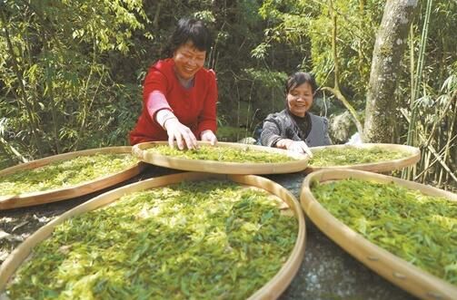有关于湖南:春满茶乡 明前茶香的资讯(2)