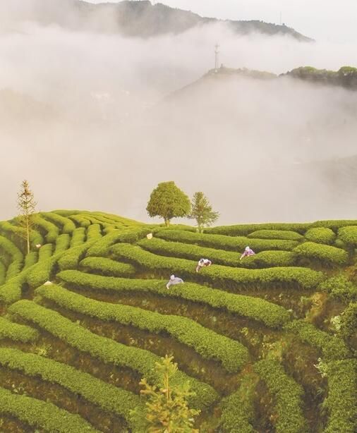 有关于湖南:春满茶乡 明前茶香的资讯