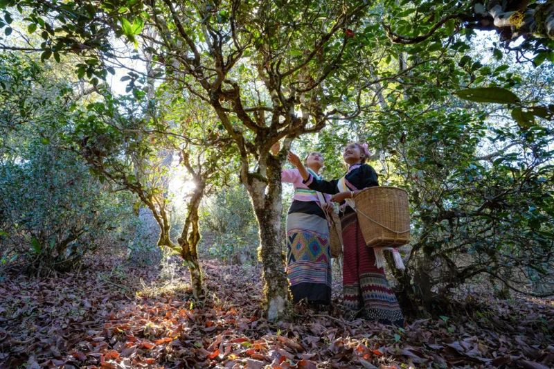 有关于一片叶 一座山 引领普洱茶旅融合渐入佳境:普洱市茶产业发展的新探索新路径(5)的信息