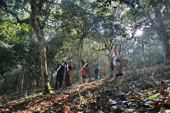 有关于一片叶 一座山 引领普洱茶旅融合渐入佳境:普洱市茶产业发展的新探索新路径(5)的信息(3)