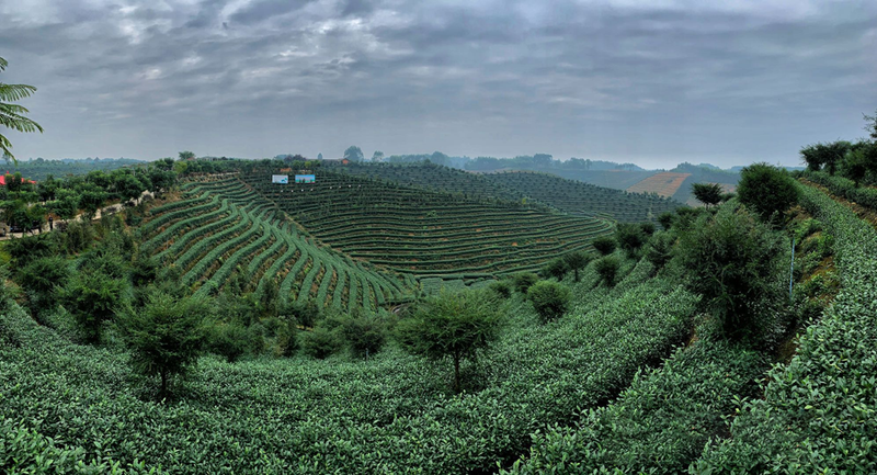 有关于百条红色茶乡旅游精品路线,四川夹江:遗产揽胜·天福品茗的相关信息(4)